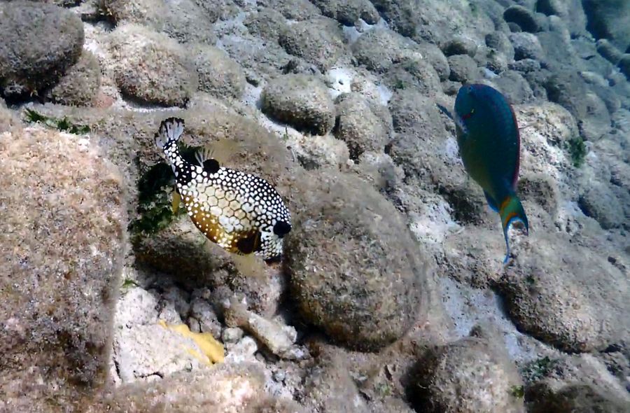 boxfish parrotfish